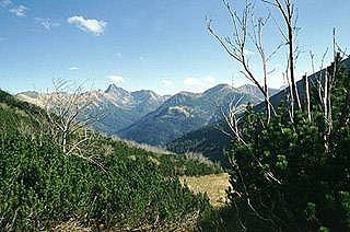 Svinica z Tomanovsk� doliny