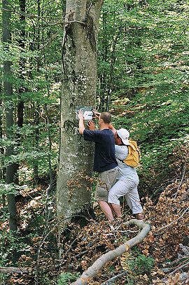 V lese cestou na Poloninu Kr�sna