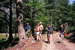 Kousek od horn� hranice lesa