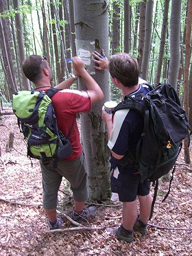 Modr� zna�ka v lese