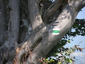 Na horn� hranici lesa