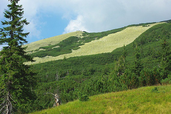 Strimba v pln� kr�se