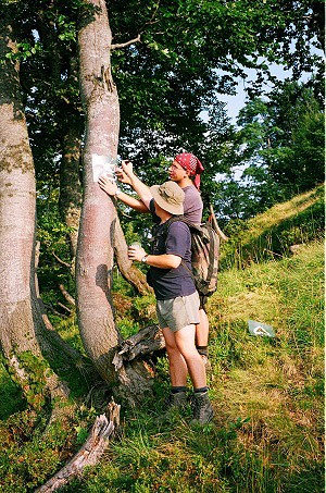 �lut� zna�ka na poloninu Kr�sna